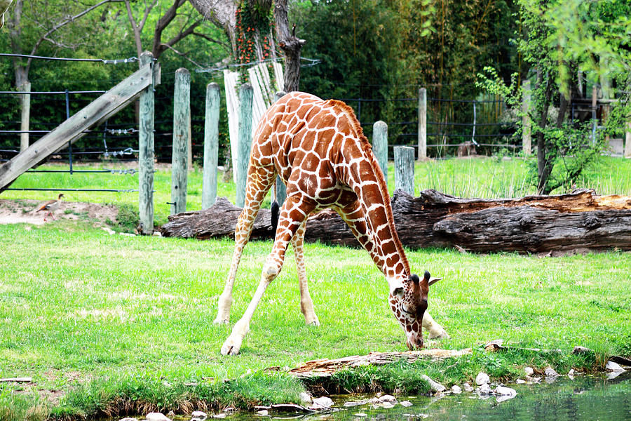 Oh So Thirsty Photograph by Mary Koval - Pixels