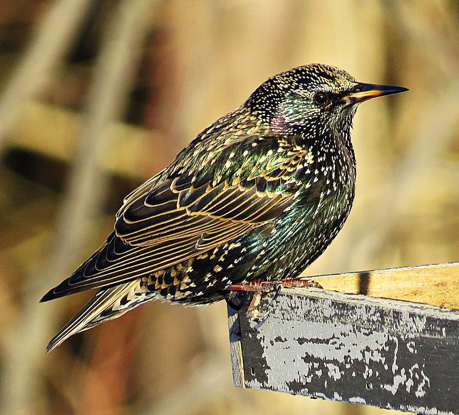 Oh Starling Photograph by MTBobbins Photography