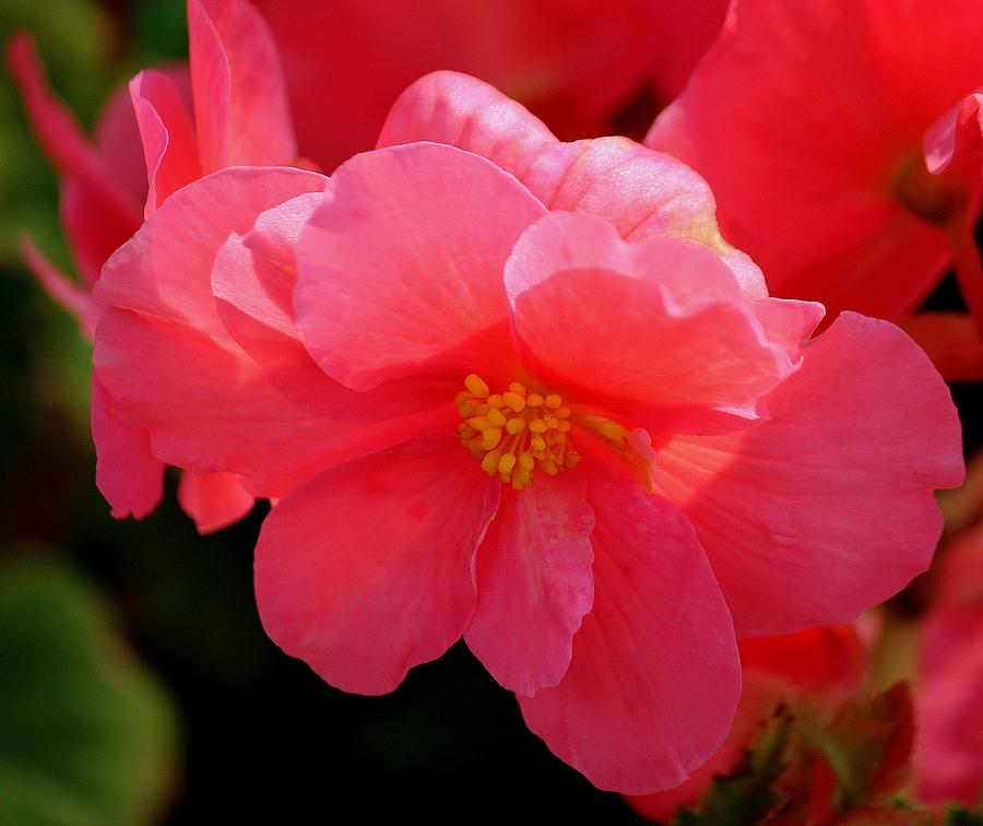 Nature Photograph - Oh Sweet Begonia by Rosanne Jordan