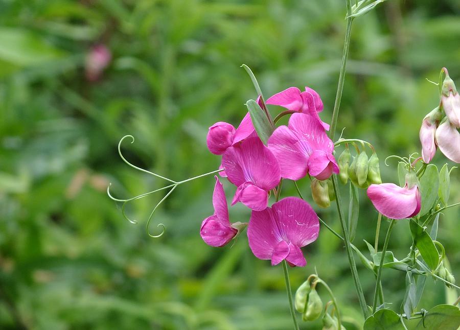 Oh Sweet Pea Photograph by Peggy King