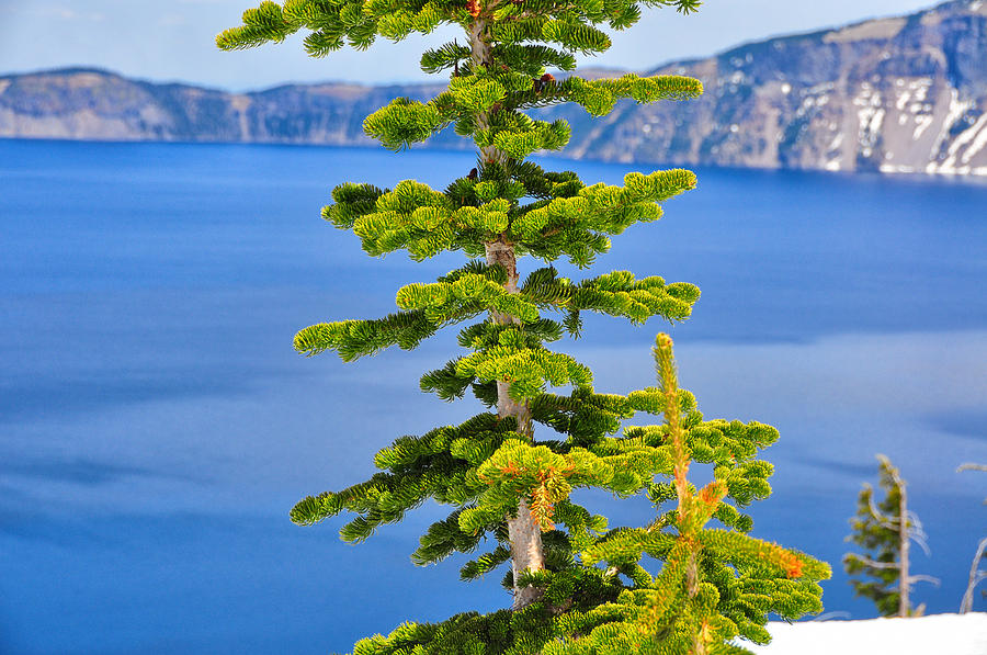 Oh To Be - Crater Lake - Oregon Photograph by Bruce Friedman