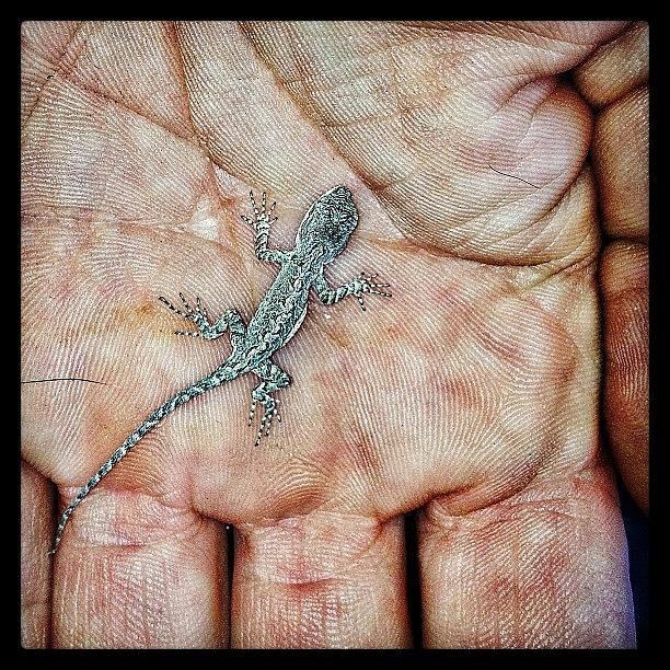 Nature Photograph - Oh, You Know...just A Tiny Lizard by Jenn Waite