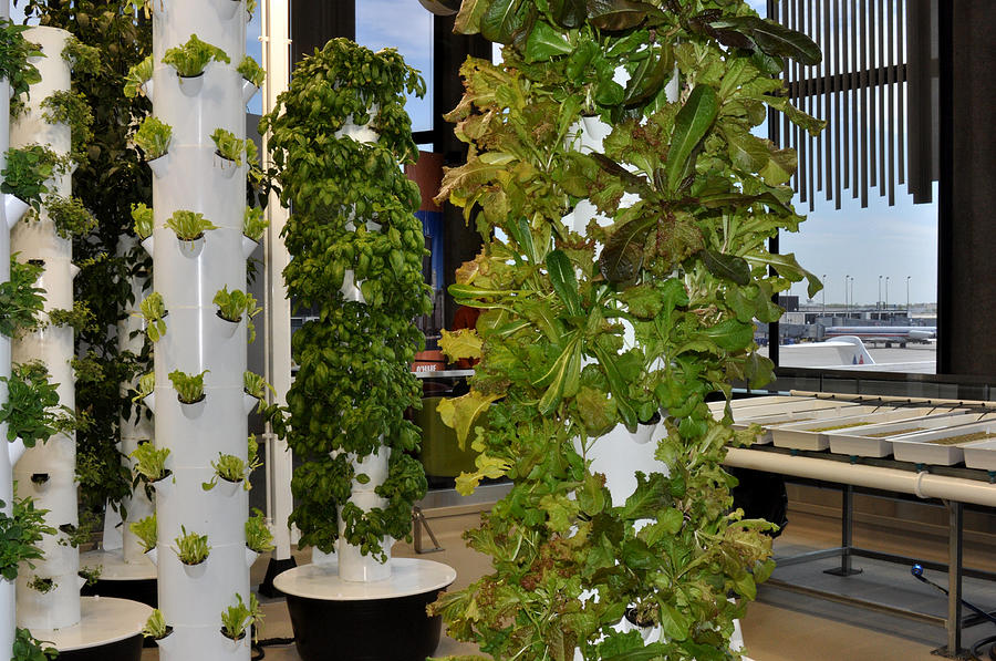 OHare Airport Hydroponic Garden Photograph by Diane Lent