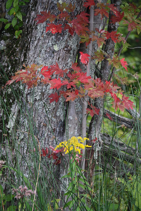 Fall Photograph - Ohh Canada by Sue Chisholm