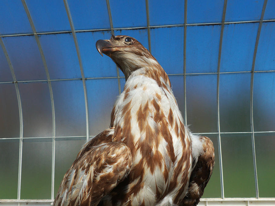 Ohh my necks killing me Photograph by Baato Ohh my necks killing me Photograph by Baato