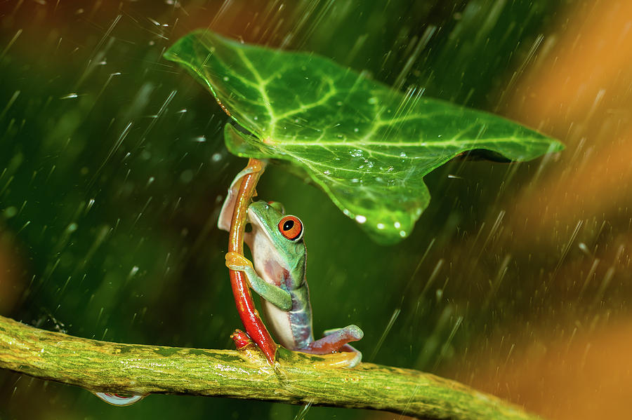 Animal Photograph - Ohh Noo :( Its Raining by Kutub Uddin