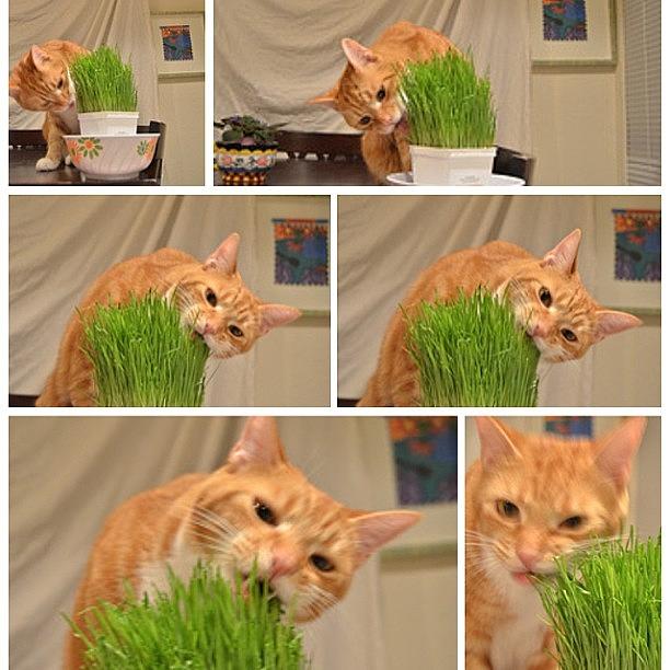 #ohhfrankie And His Pet Grass Photograph by Jessica McDade