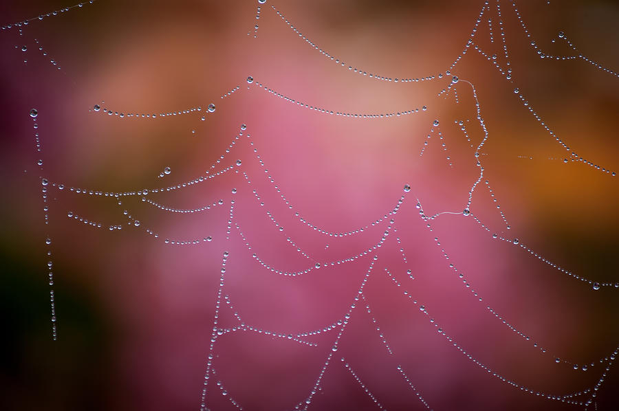 Ohhh The Tangled Webs We Weave by Jen Baptist Ohhh The Tangled Webs We Weave by Jen Baptist