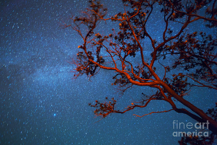 Ohia Tree Branches And Milky Way dHawaii Photograph by Douglas Peebles