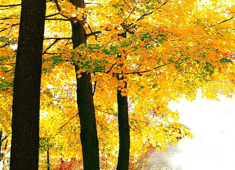 Ohio Autumn Digital Art by Tim Richards