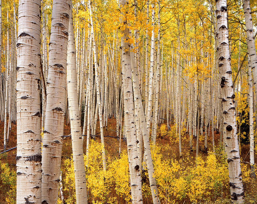 Ohio Pass Aspens Photograph by Ray Mathis