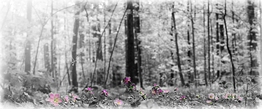Ohio Woodland Flowers Photograph by Lila Fisher-Wenzel