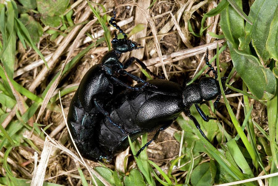 Oil Beetles Mating Photograph by Bob Gibbons