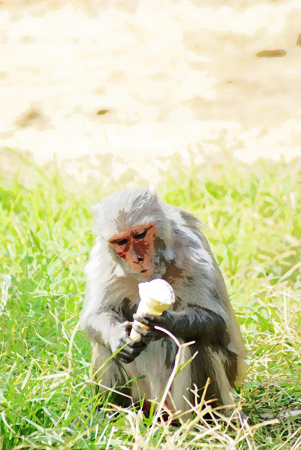 Oil Painting - A monkey eating an ice cream Digital Art by Ashish Agarwal