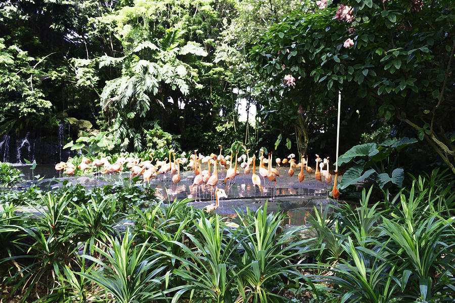 Oil Painting - A number of Flamingos surrounded by greenery in their enclosure  Photograph by Ashish Agarwal