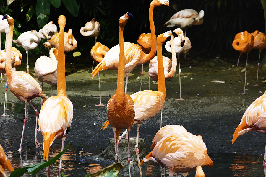 Oil Painting - A number of Flamingos with their heads held high inside the Jurong Bird Park Photograph by Ashish Agarwal