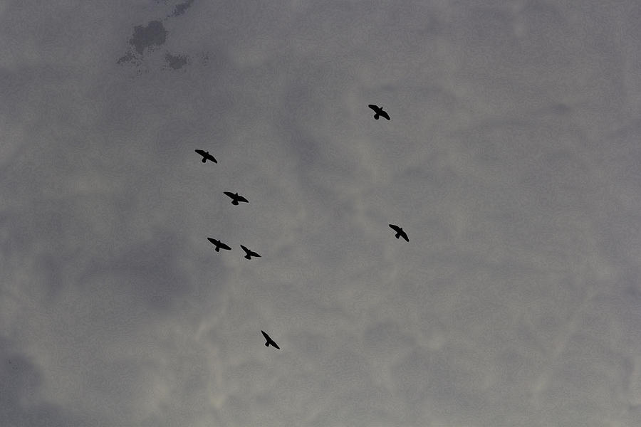 Oil Painting - Birds in a cloudy sky Digital Art by Ashish Agarwal