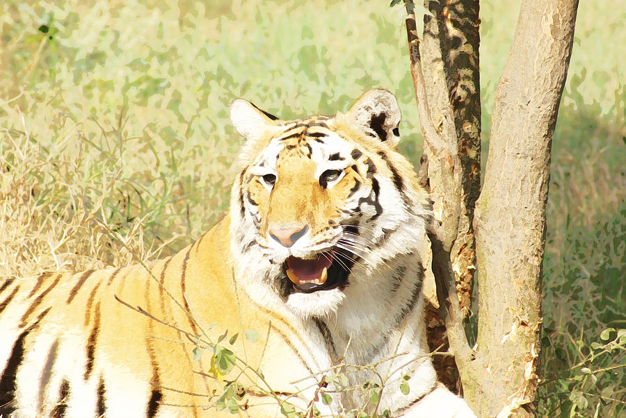 Tiger Photograph - Oil Painting - An alert tiger by Ashish Agarwal