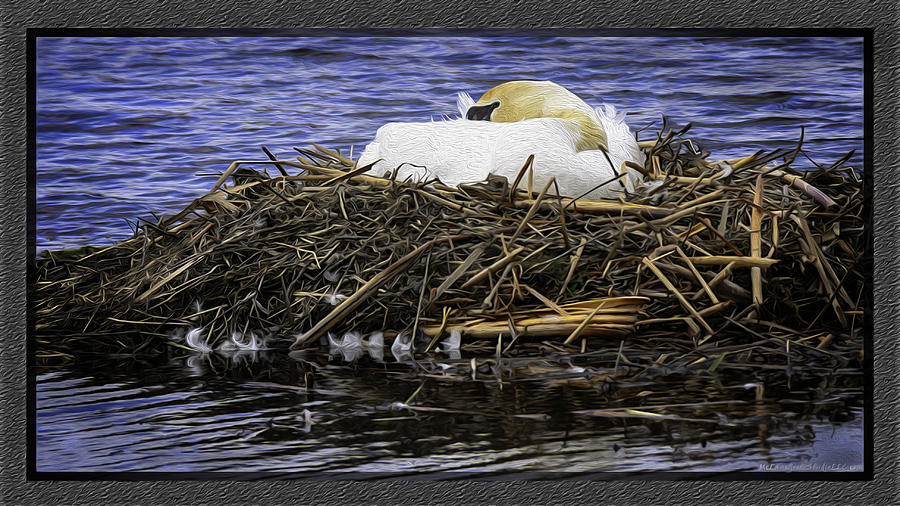 City Photograph - Oil Painting Nesting Swan Michigan by LeeAnn McLaneGoetz McLaneGoetzStudioLLCcom