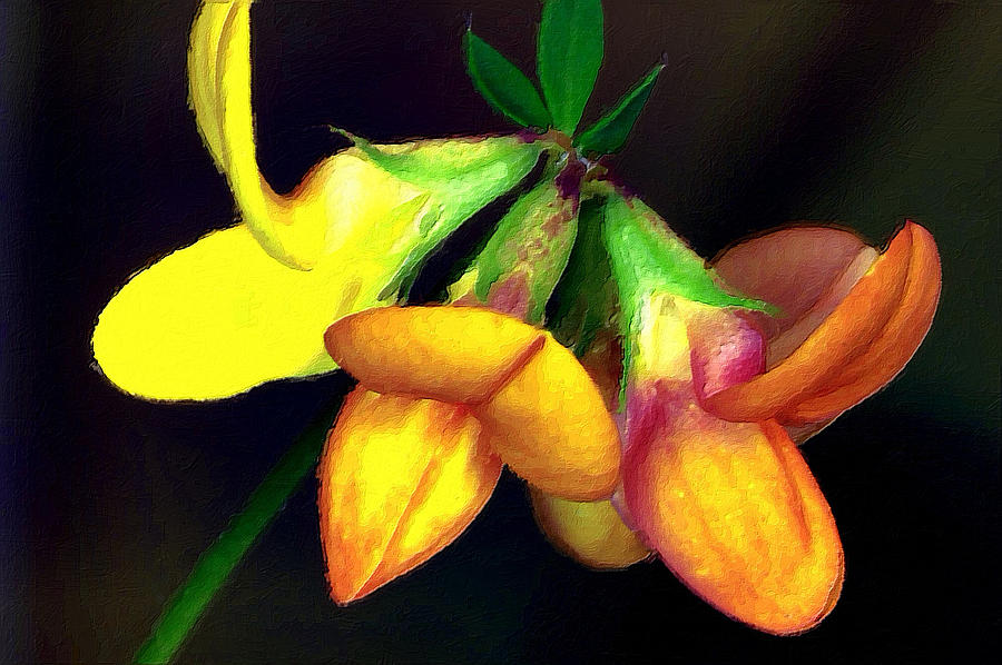  Yellow and Orange Trefoil  Mixed Media by Femina Photo Art By Maggie