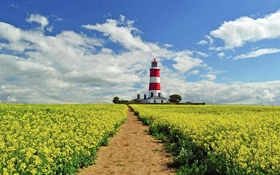 Oil Seed Rape At Happisburgh Lighthouse Photograph by Photo By Andrew Boxall