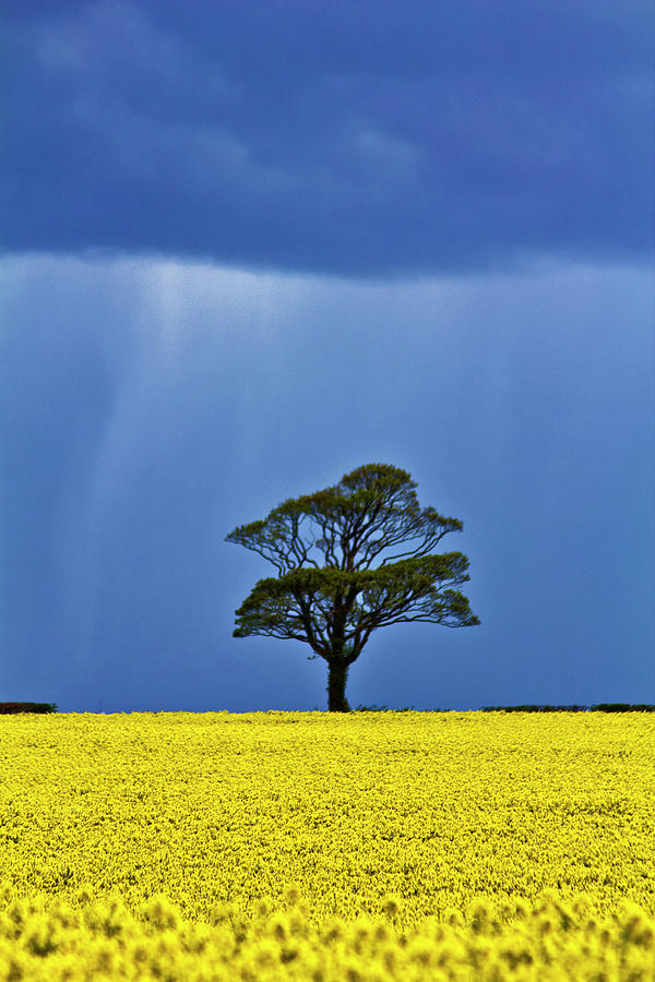 Oil Seed Rape Fields Photograph by Andrew Barwick - Artcraft Photography