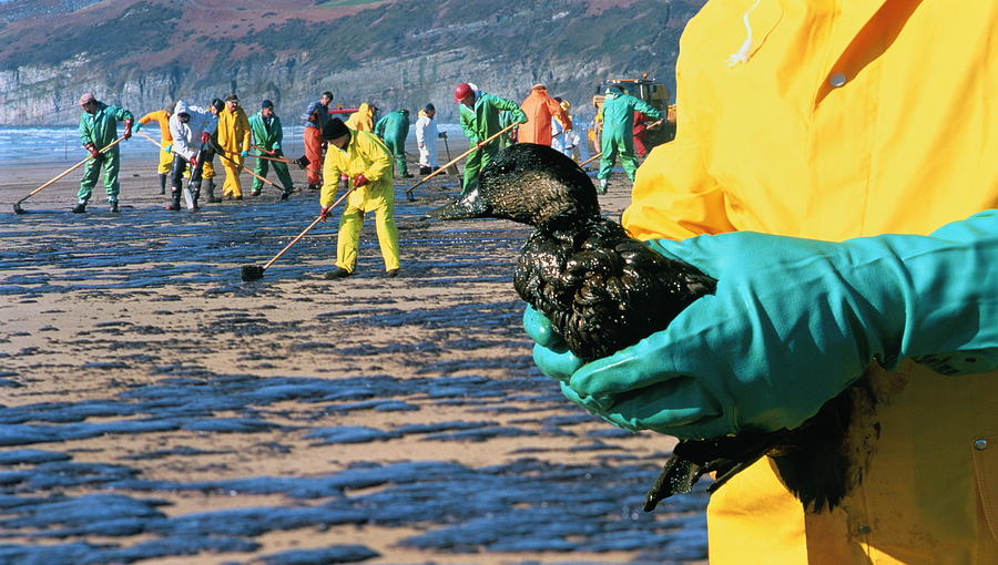 Oil Slick On Beach, Rescued Bird In Foreground, Wales (composite) Photograph by Ben Osborne Oil Slick On Beach, Rescued Bird In Foreground, Wales (composite) Photograph by Ben Osborne