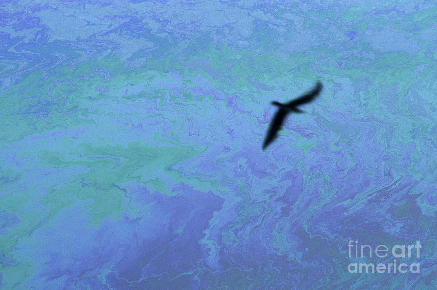 Oil slick with silhouetted bird flying Photograph by Jim Corwin