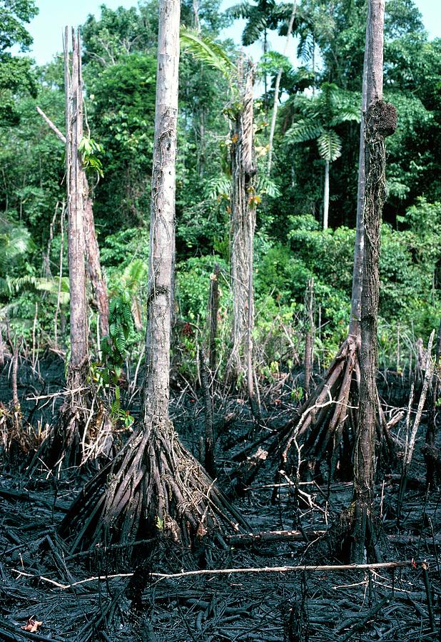 Oil Photograph - Oil Spilled By Texaco In Rainforest by Dr Morley Read/science Photo Library