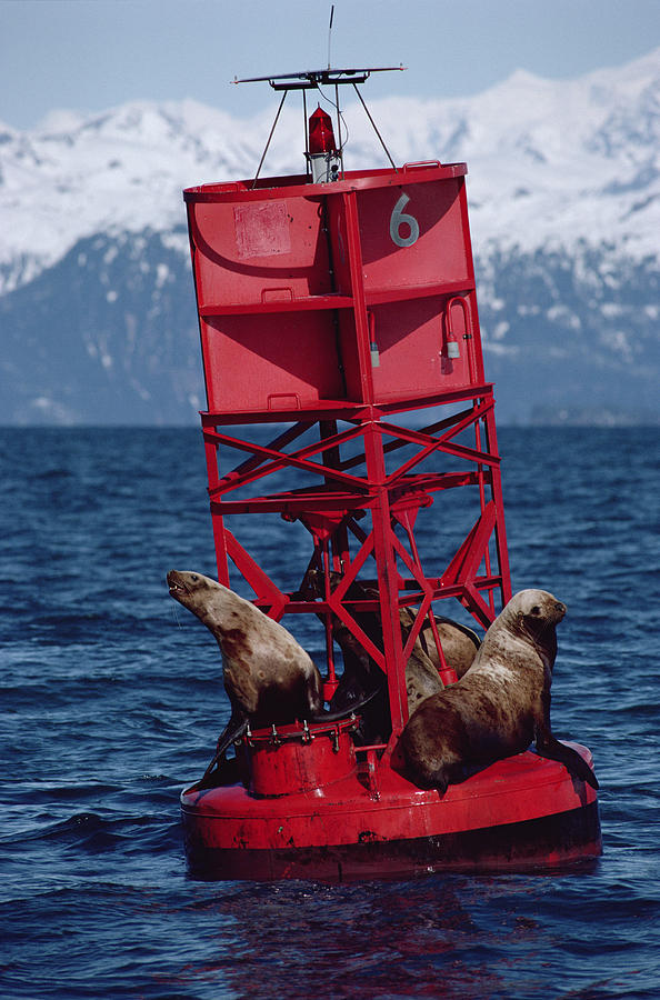 Oil Stained Stellers Sea Lions Prince Photograph by Flip Nicklin
