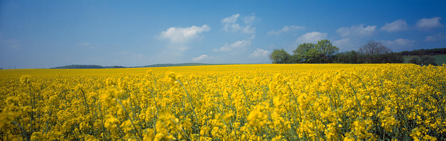 Flowers Still Life Photograph - Oilseed Rape Brassica Napus Crop by Panoramic Images
