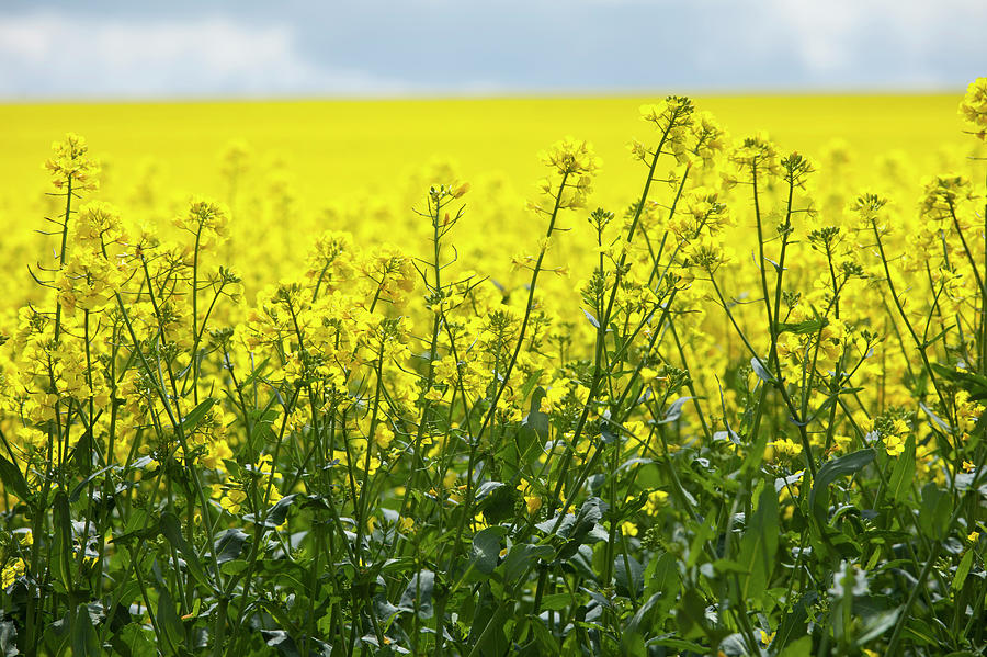 Oilseed Rape Crop In The Cotswolds, Uk Photograph by Tim Graham