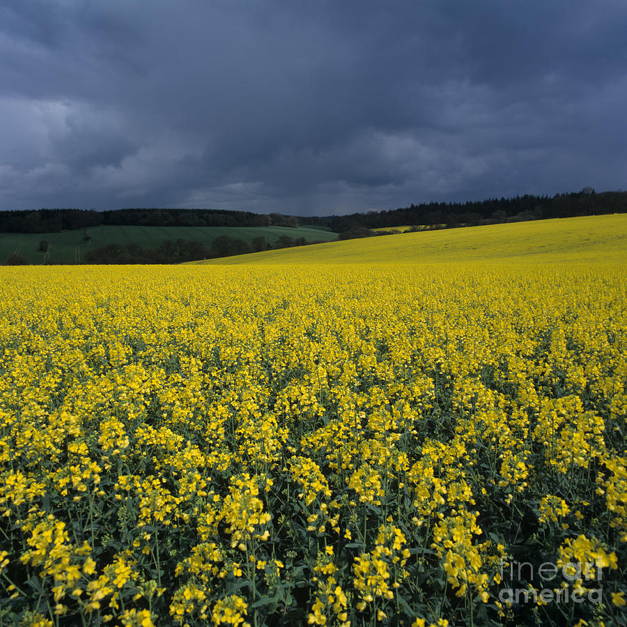Flower Photograph - Oilseed Rape Crop With Storm by Nigel Cattlin
