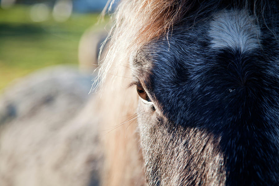 Ojo De Caballo by Fotografias De Rodolfo Velasco