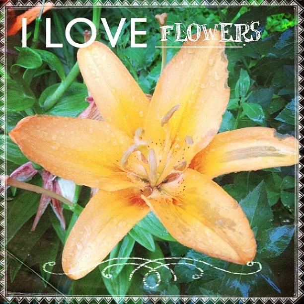 Lily Photograph - Ok. Having Too Much Fun With New #app by Teresa Mucha