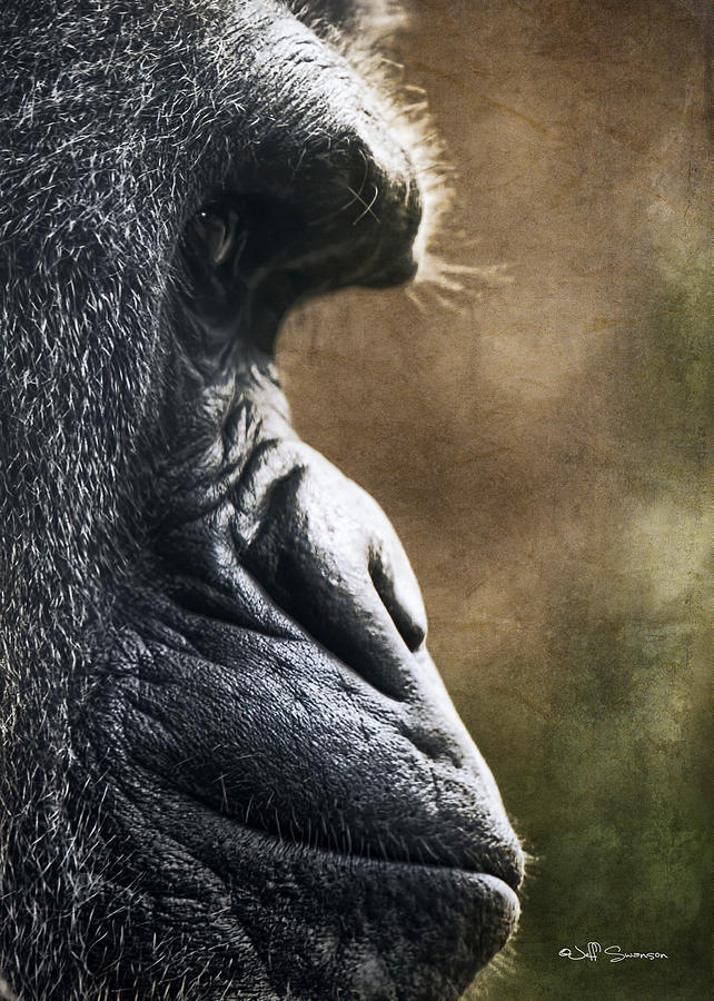 Gorilla Photograph - OK Ill Smile by Jeff Swanson