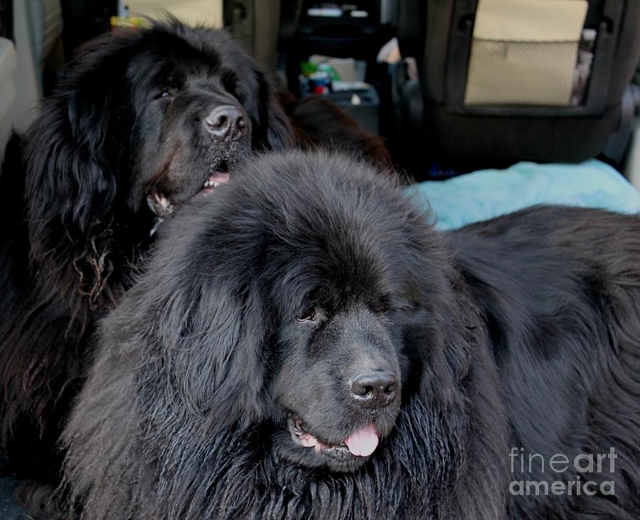 Newfoundland Dogs Photograph - Ok we are ready to go now by Joanne Parkinson