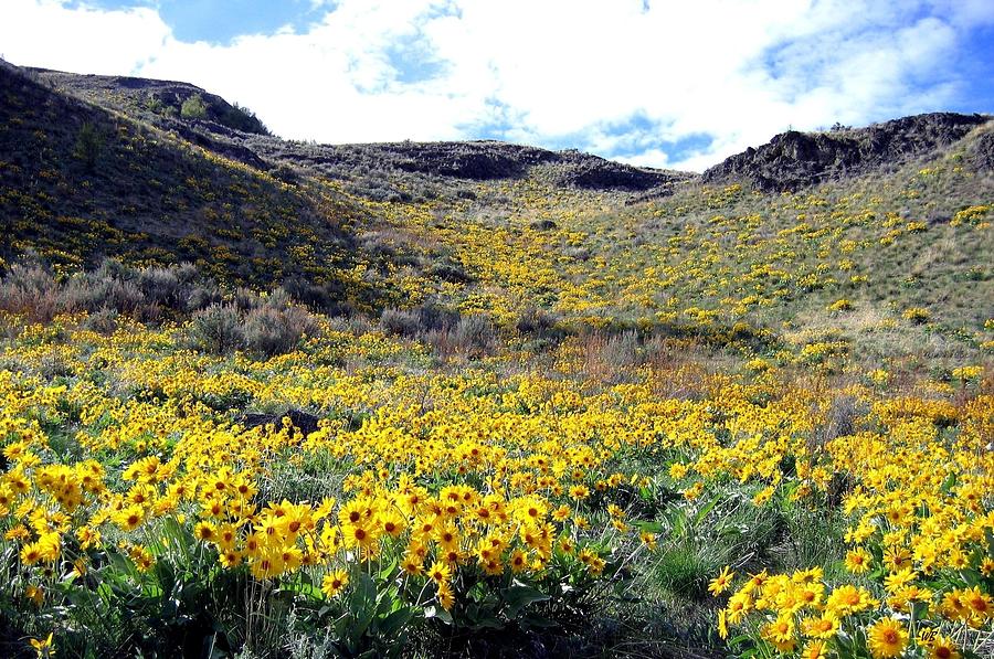Flower Photograph - Okanagan Valley Sunflowers 1 by Will Borden
