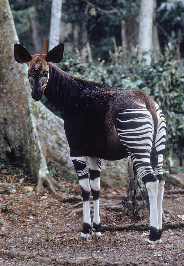 Okapi Photograph by George Holton