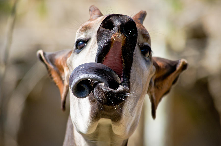 Zebra Photograph - Okapi Kiss by Swift Family
