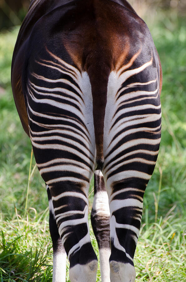 Okapi Posterior View Photograph by Robert VanDerWal - Fine Art America