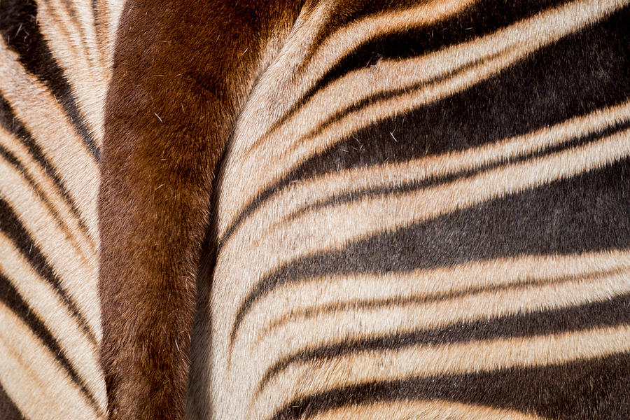 Okapi Stripes Photograph by Ernest Echols