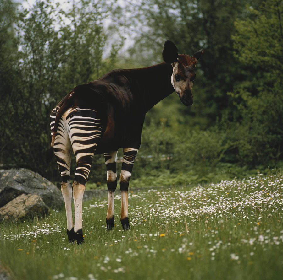 wild republic okapi