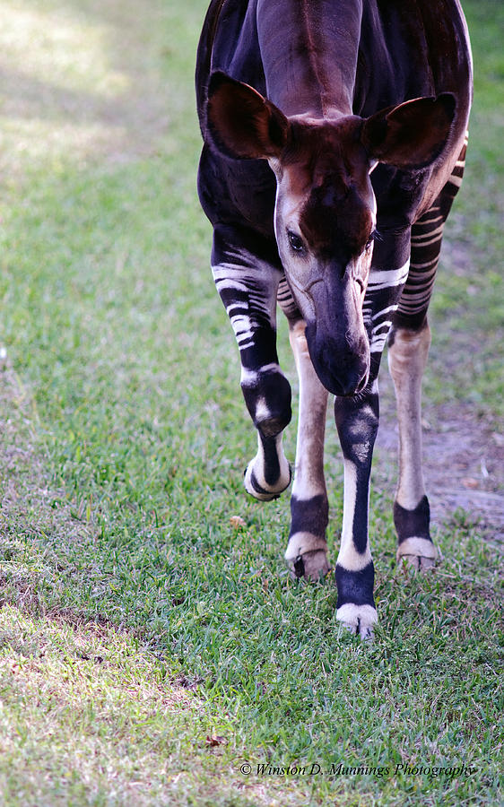 Okapi  Photograph by Winston D Munnings