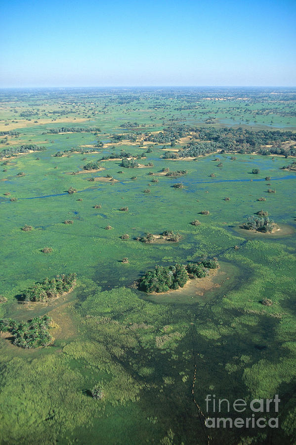 Okavango Delta Photograph by Gregory G. Dimijian, M.D.