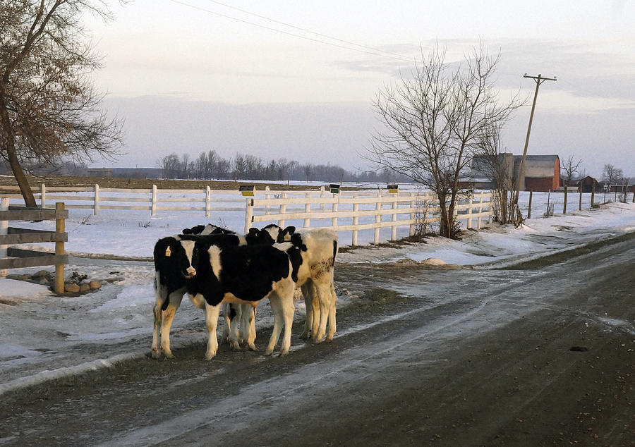 Cow Photograph - Okay were out. Now what do we do? by Kevin Snider