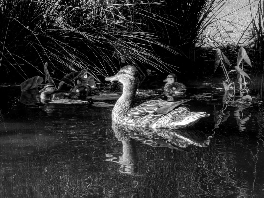 OKC Ducks 002 Photograph by Lance Vaughn