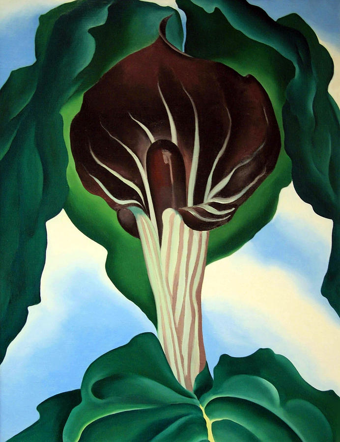 OKeeffes Jack In The Pulpit No. I I I Photograph by Cora Wandel