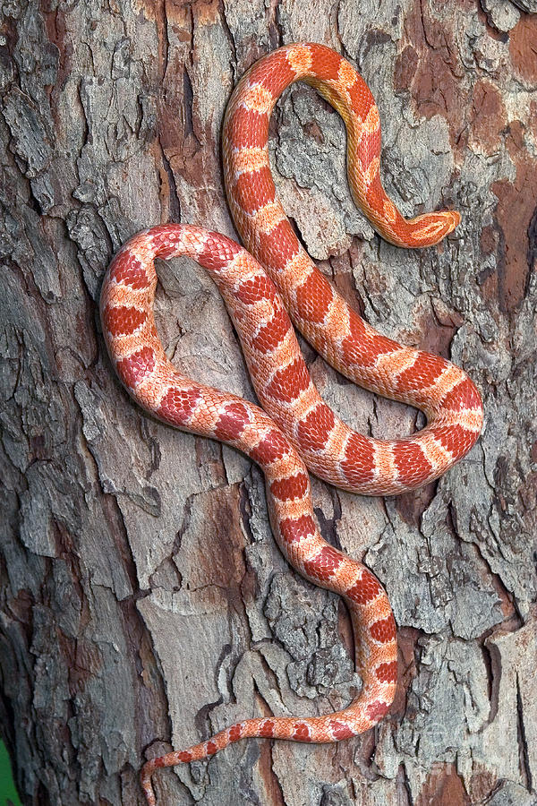Snake Photograph - Okeetee Corn Snake by Kenneth M Highfill