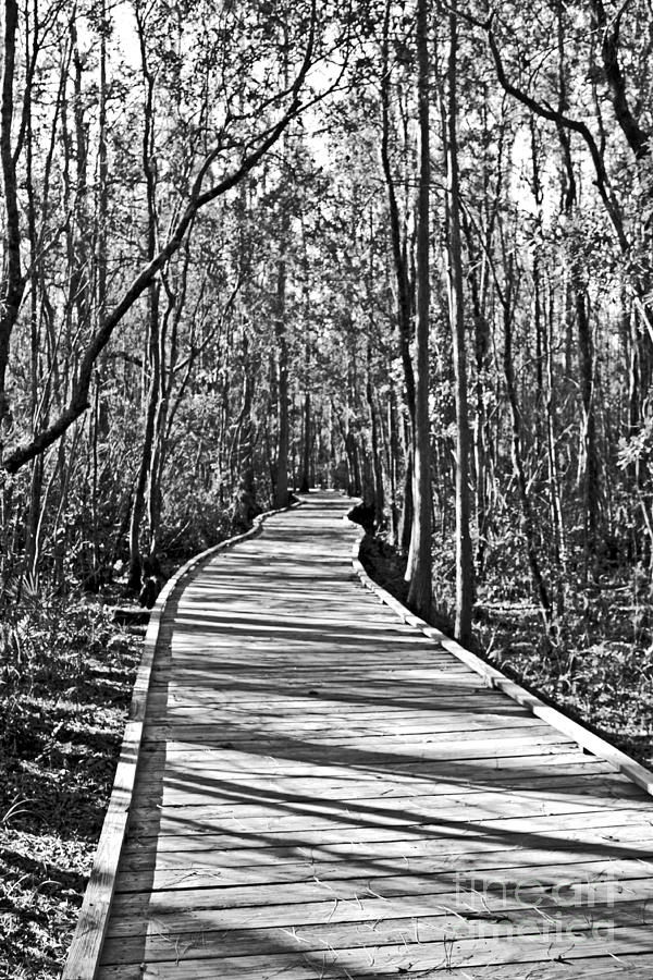 Okefenokee Boardwalk Photograph by Southern Photo